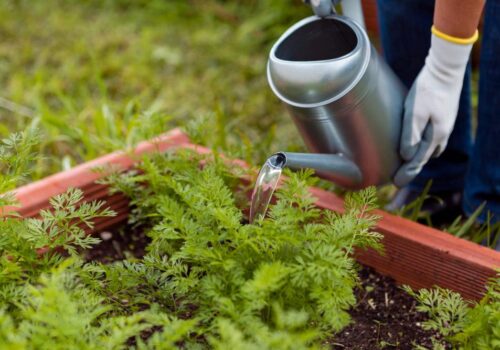 close-up-man-watering-plants-with-sprinkler-