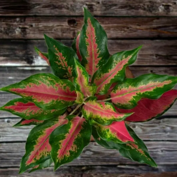 Aglaonema-Pink_1