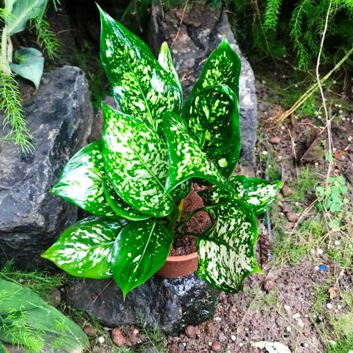 Aglaonema Snow White Plant Sapling (1pc)--1