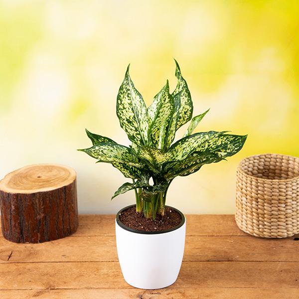 Aglaonema Snow White Plant Sapling (1pc)