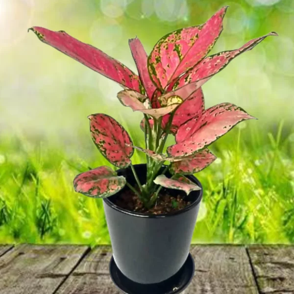 Aglaonema-pink-600x600