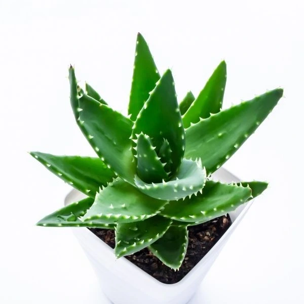 Aloe-Vera-Plant-Sapling_11