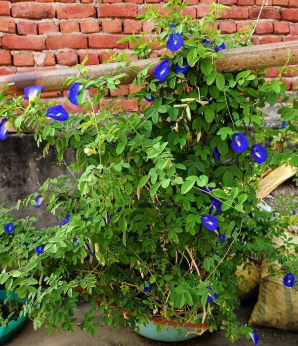 Aparajita Blue Pea Seeds (5 Seeds) - -