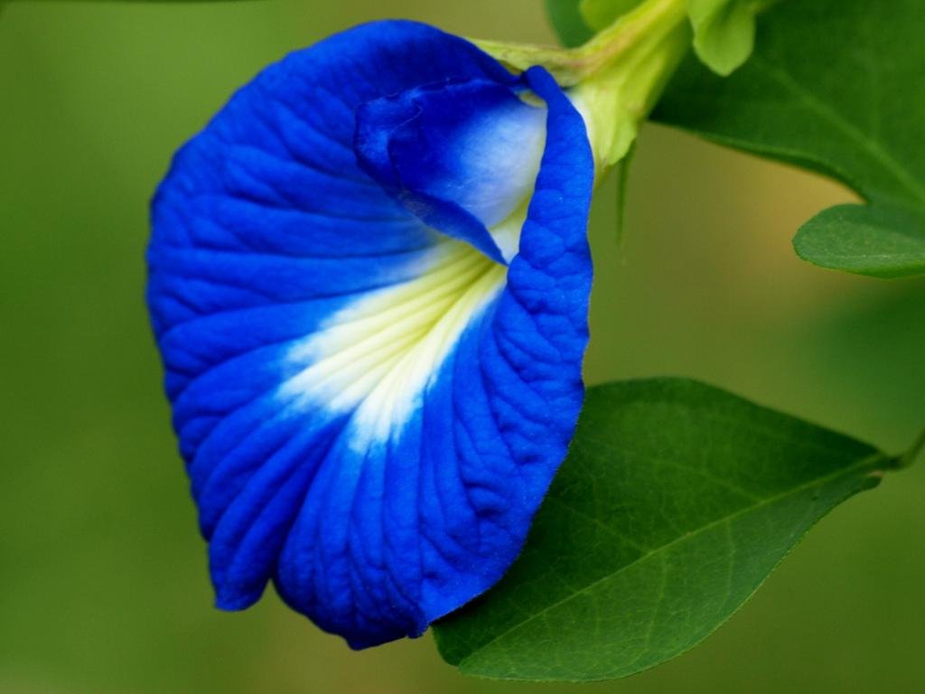 Aparajita Blue Pea Seeds (5 Seeds)