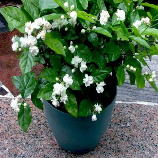 Arabian-Jasmine-Sapling.