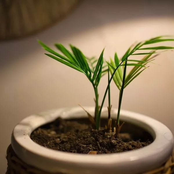 Areca-Palm