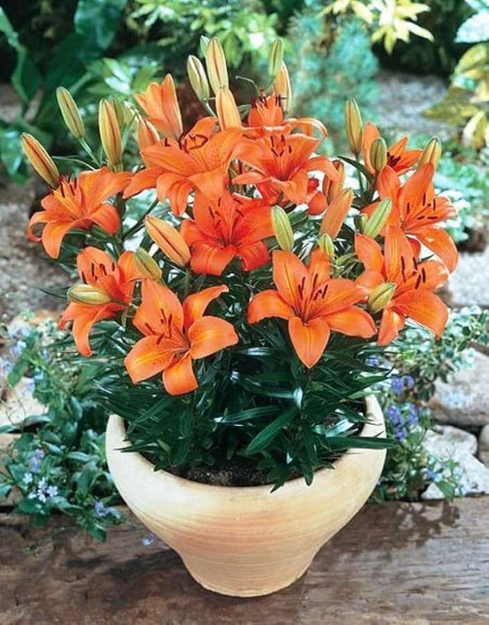 Asiatic Lily (Orange) - Bulbs--