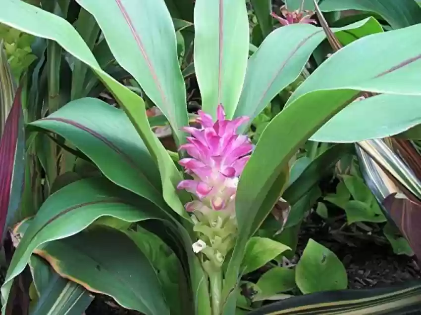 Black Turmeric, Kali Haldi - Bulb