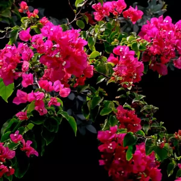 Bougainvillea-Plant-with-Flowers