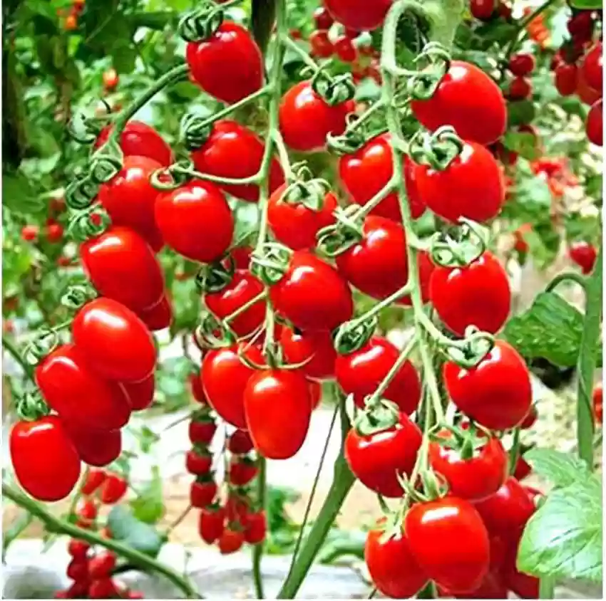 Cherry Tomato Seeds (25 seeds)-