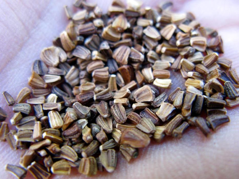 Chrysanthemum Mixed Seeds (30 seeds)---