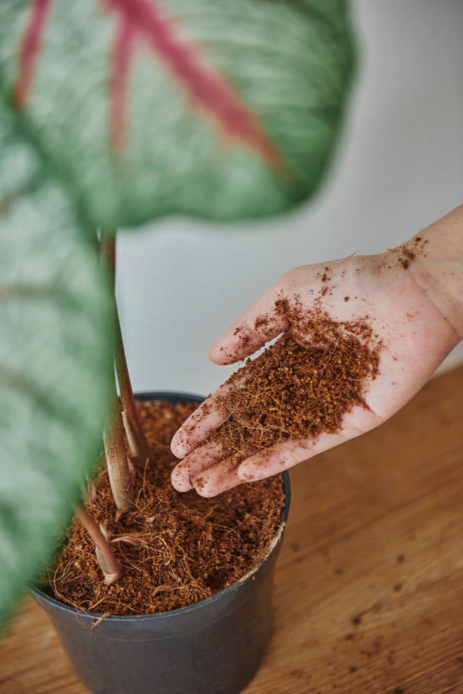 Coco peat1