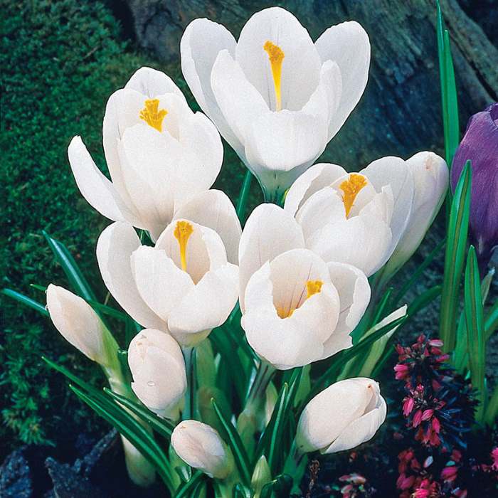 Crocus Jeanne D Arc (White) - Bulbs--2