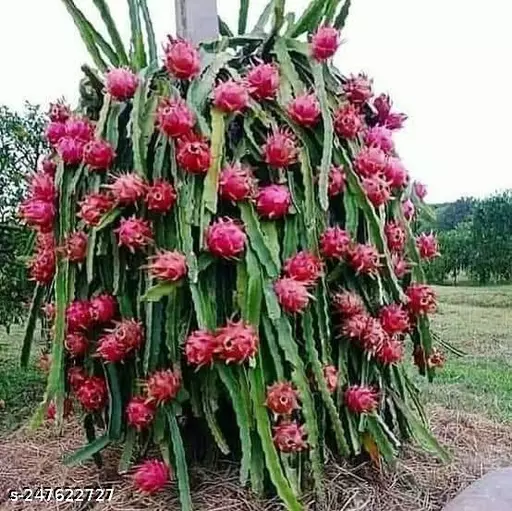 Dragon Fruit Sapling (1pc)-2
