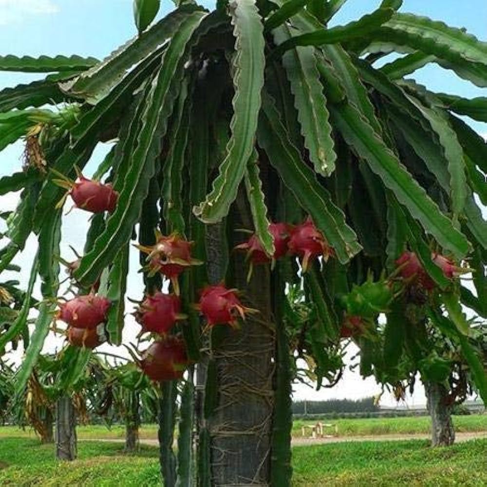 Dragon Fruit Sapling (1pc)-3