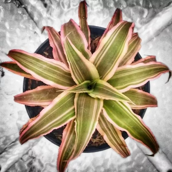 Earth-Star-Plant-Cryptanthus-2