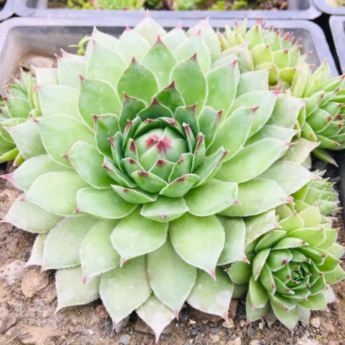 Echeveria-plant-1