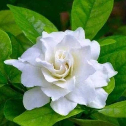 Gardenia-Ananta-plant-sapling-441x441