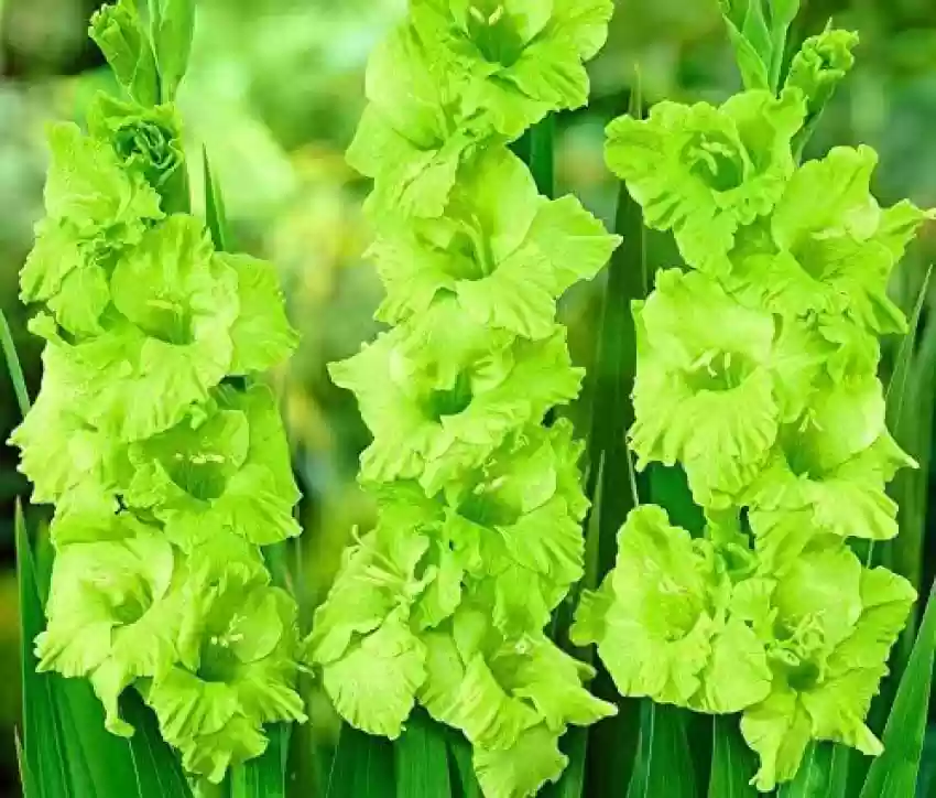 Gladiolus (Green) - Bulbs (set of 10)