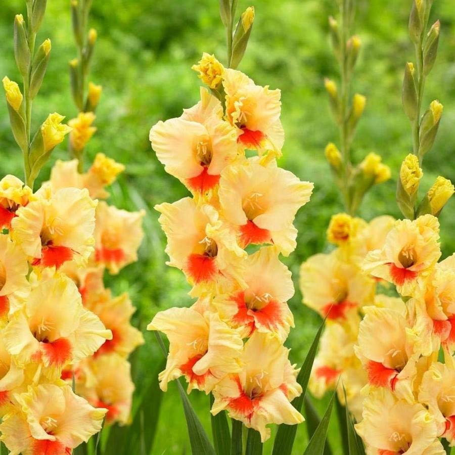 Gladiolus (Orange, Yellow) - Bulbs (set of 10)