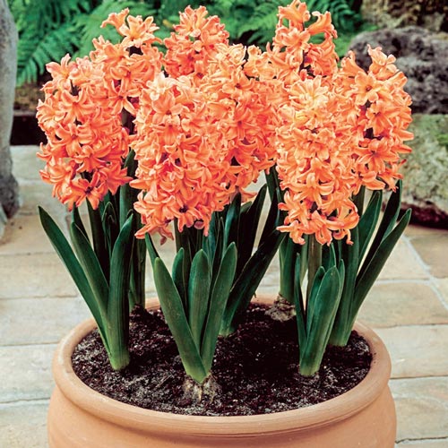 Hyacinth Odysseus (Orange) - Bulbs--1