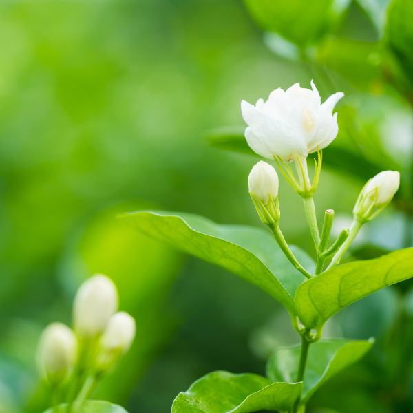 Jasmine.. (1)