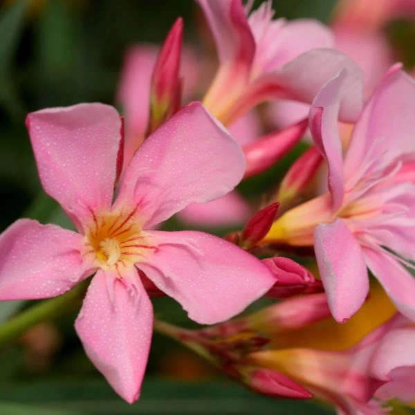 Kaner-Nerium-Oleander-1