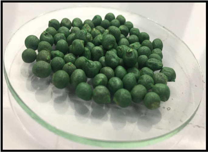 Lady Finger Seeds (Okra Seeds) (10 seeds)--