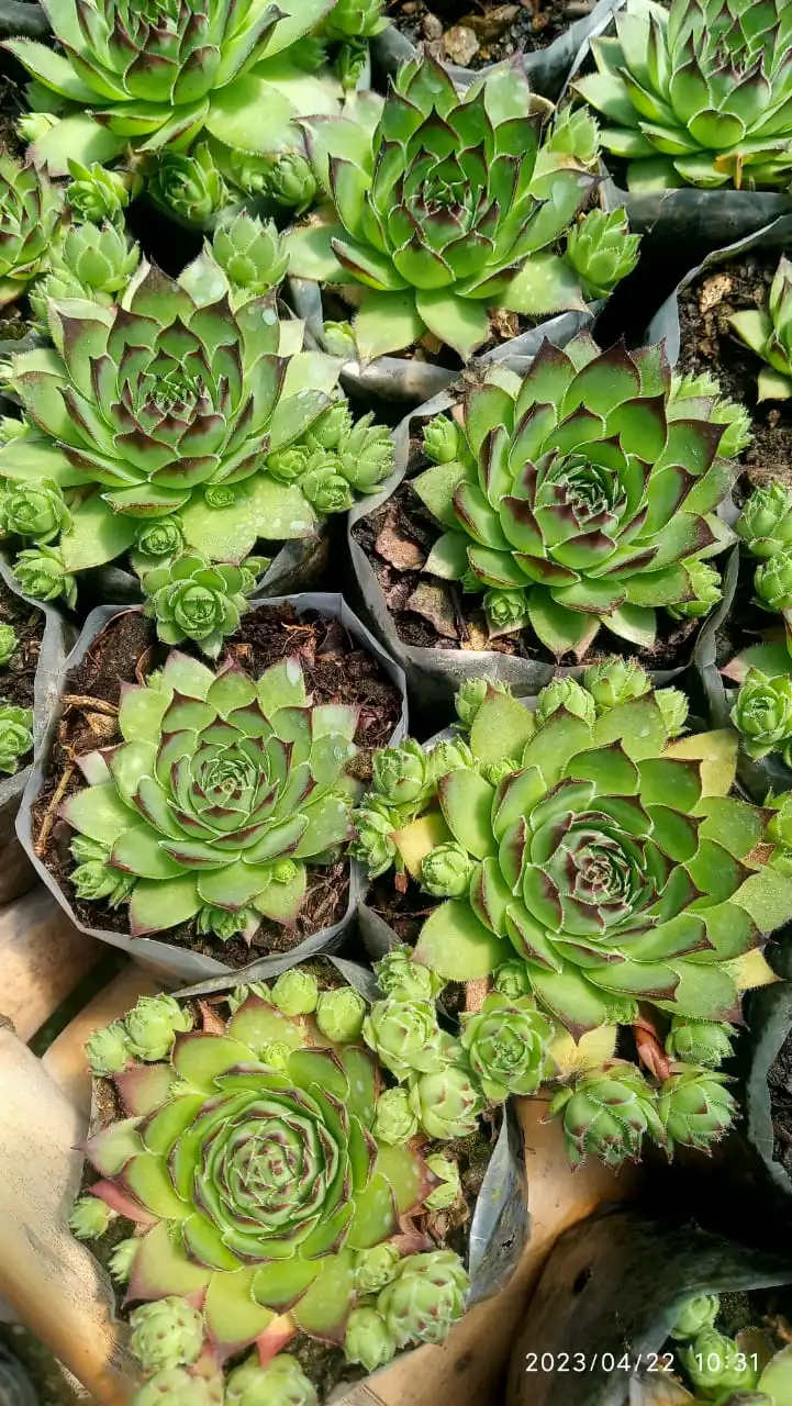 Laxmi-kamal
