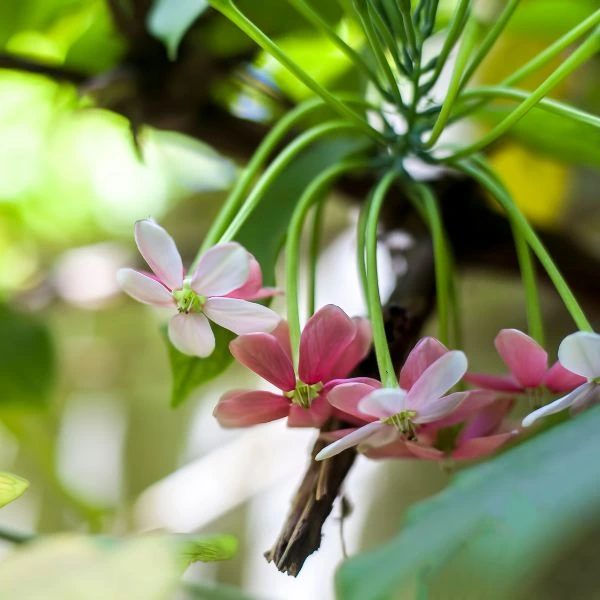 Madhumalti-Plant-Sapling-2