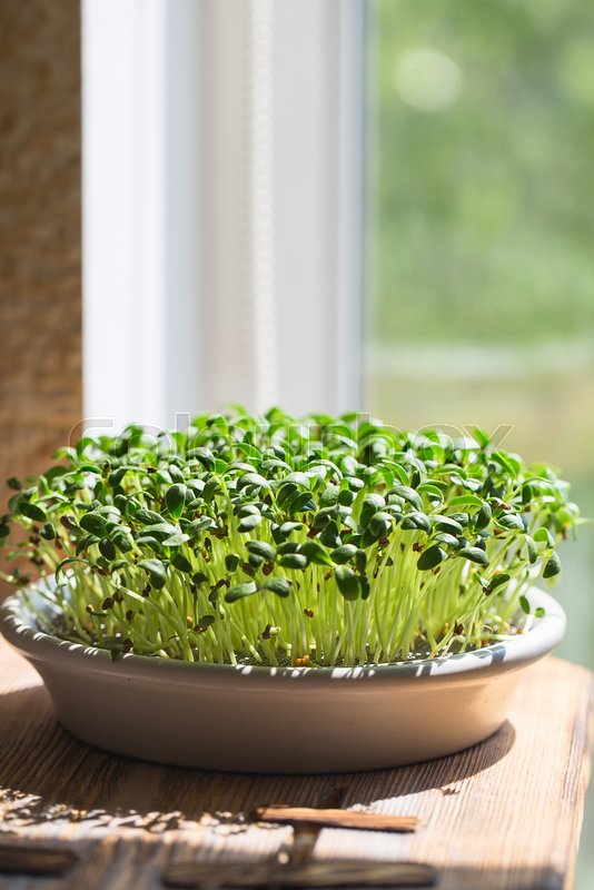 Microgreen Fenugreek Seed (10 gms)--