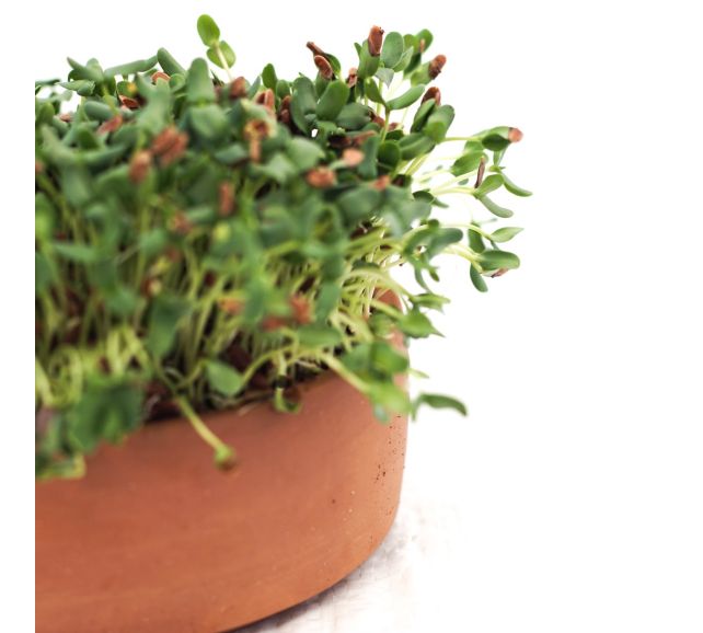 Microgreen Flax Seeds (10 gms)-