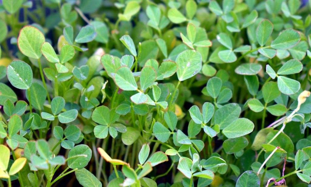 Microgreen Kasuri Methi Seeds (20gms)-1