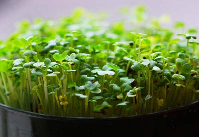 Microgreen Mustard Seeds--