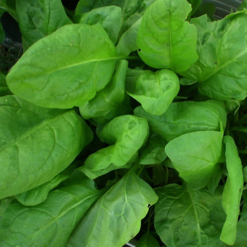 Microgreen Spinach Seeds (10 gms)-