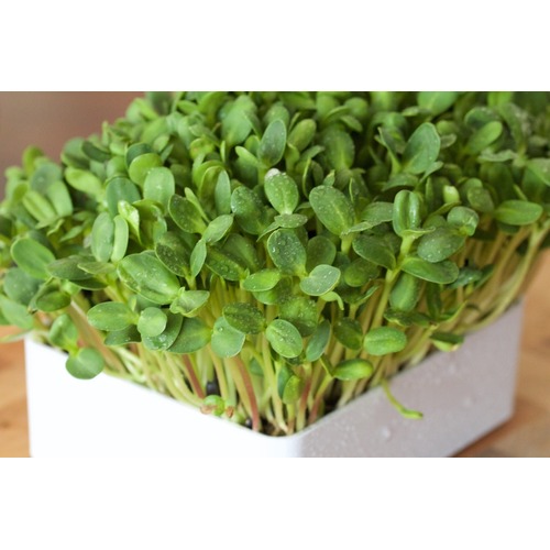 Microgreen Sunflower Seeds (10 gms)