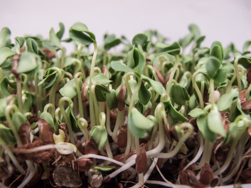 Microgreen flax seeds