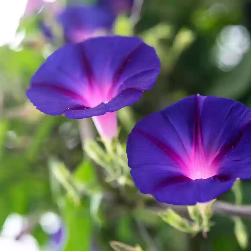 Morning Glory Seeds --