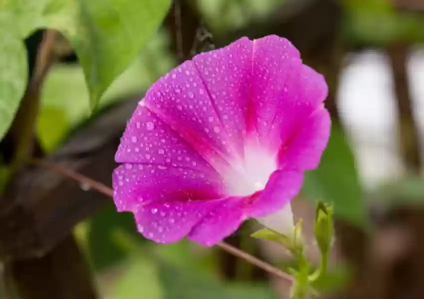 Morning Glory Seeds ---