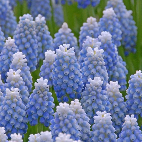 Muscari, Grape Hyacinth Azureum (Blue) - Bulbs (set of 5)