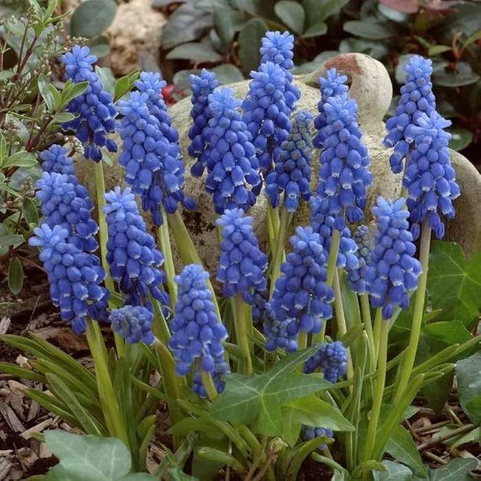 Muscari Latifolium (Blue) - Bulbs (set of 5)-