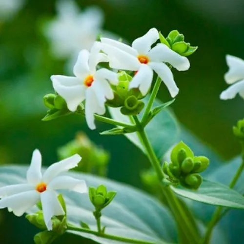 Parijat-Harsingar-plant