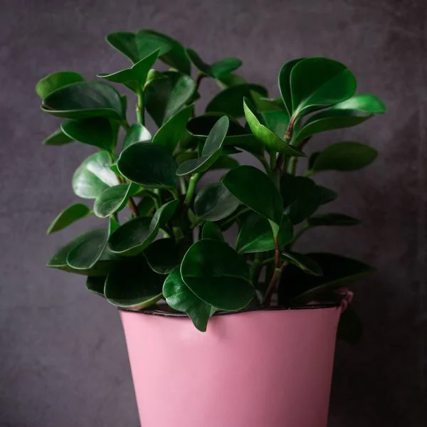 Peperomia-Green-1.jpg