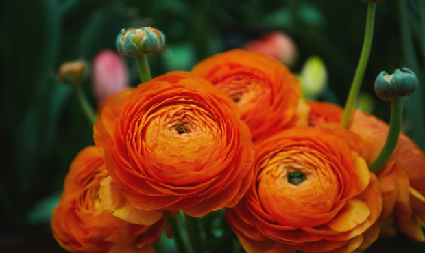 Orange ranunculus flowers