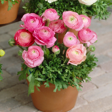Ranunculus (Pink) - Bulbs (set of 5)