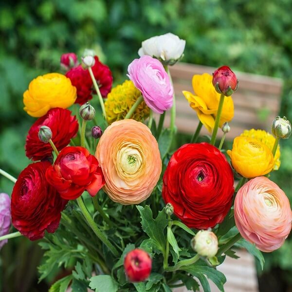 Ranunculus (Random Color) - Bulbs