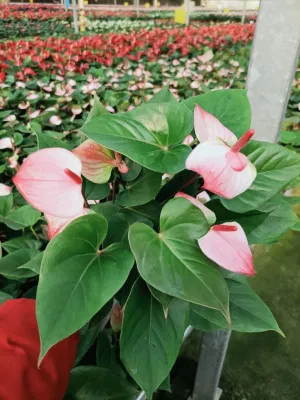 Red-Lips-Anthurium-Pink-Anthurium-Indoor-Bonsai