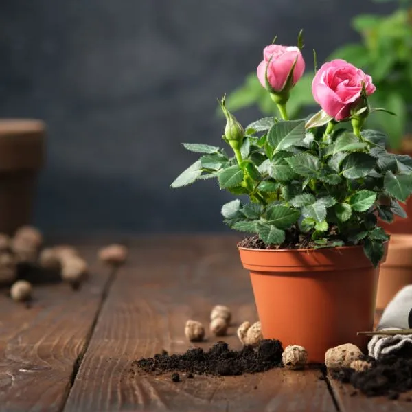 Rose-Sapling