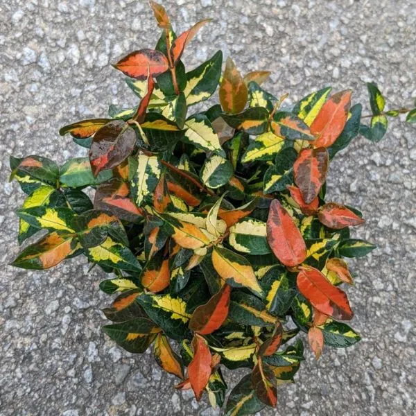 Summer-Sunset-Asiatic-Jasmine
