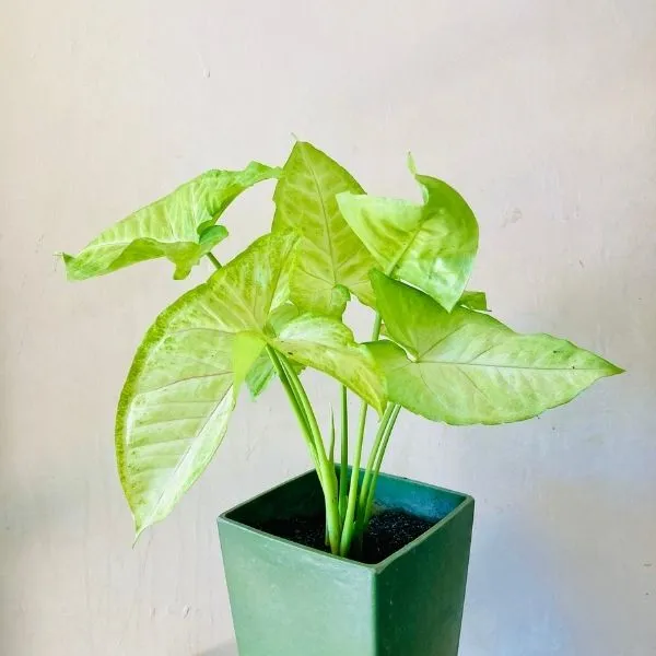 Syngonium-Plant-Sapling_3